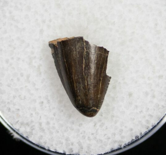 Theropod Tooth Tip - Two Medicine Formation #9993